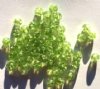 50 6mm Crackle Peridot